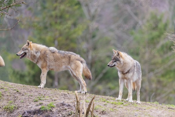 Two grey wolves (Canis lupus lupus) stand on a hill and watch the rest of the pack at play