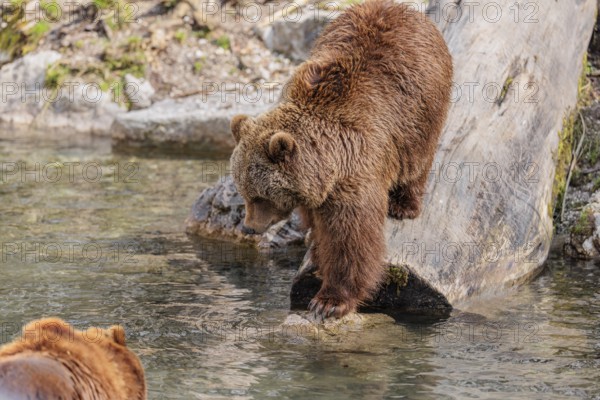 An adult female brown bear (Ursus arctos arctos) runs down a rotten tree trunk to the water. A young male stands in the water and watches her