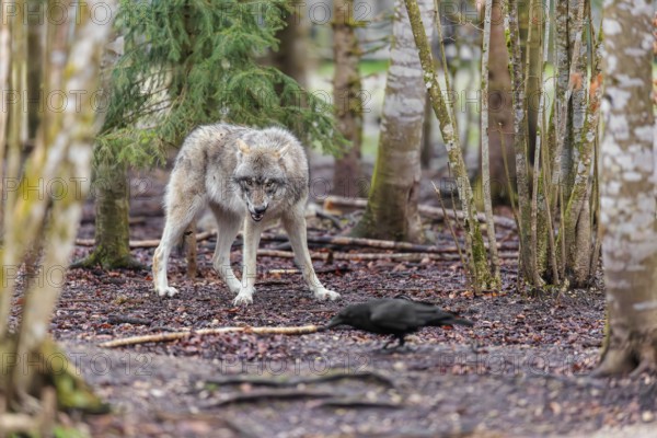 A grey wolf (Canis lupus lupus) standing in a forest on a cloudy day, watching a common raven (Corvus corral) that looks for food oh the forest floor