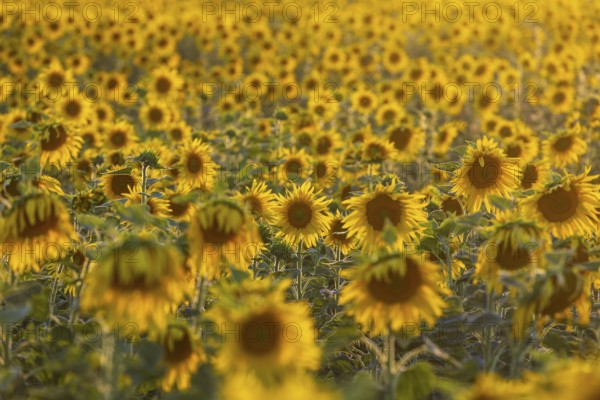 Flowering sunflower field (Helianthus annuus) in the evening light, Großenhain, Saxony, Germany, Europe