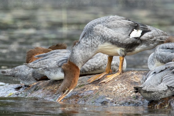 Common merganser. Mergus merganser. A female stands on a rock and drinks. Lake Wapizagonke. La Mauricie national park. Province of Québec. Canada