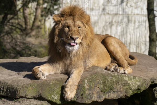 Lion (Panthera leo), lies on a rocky plateau, sticks out its tongue, found in South Africa and East Africa, captive