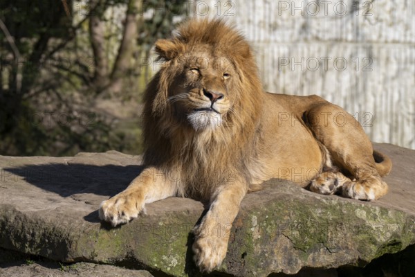 Lion (Panthera leo), lies on a rocky plateau, found in South Africa and East Africa, captive