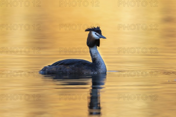 Great Crested Grebe (Podiceps Scalloped ribbonfish), Vulkaneifel, Rhineland-Palatinate, Germany, Europe