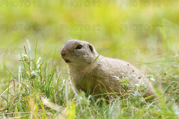 European ground squirrel (Spermophilus citellus) on a meadwo, Bavaria, Germany, Europe
