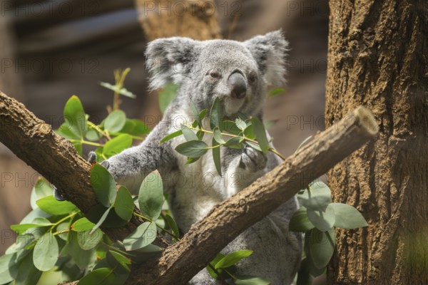 Koala (Phascolarctos cinereus) sitting on a tree, captive, distribution South Australia, Australia, Oceania
