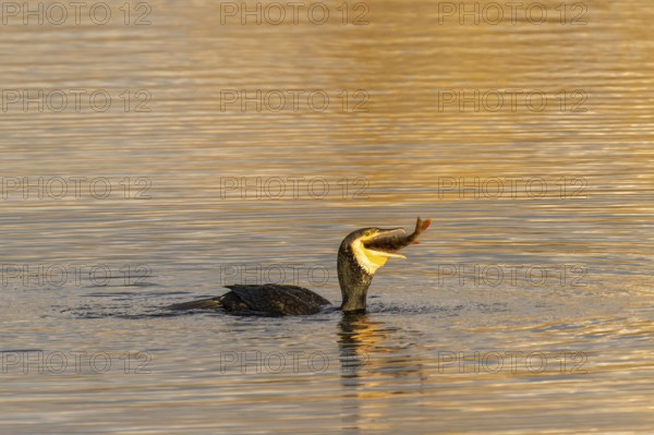 A cormorant has caught a fish and is holding it in its beak, Cormorant, (Phalacrocorax carbo), wildlife, Germany, Europe