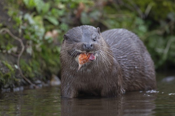 Eurasian otter (Lutra lutra) adult animal eating a fish in a river, England, United Kingdom, Europe