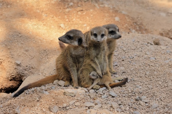 Tiger nut (Suricata suricatta), adult, group, three adults, juvenile, newborn, baby, social behaviour