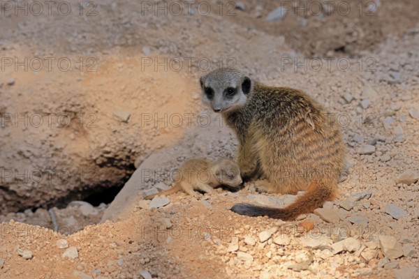 Tardigrade (Suricata suricatta), adult, juvenile, newborn, baby, female, mother with juvenile, social behaviour, at the burrow