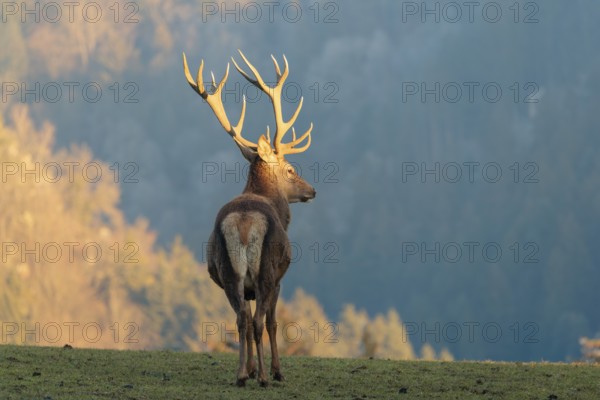 A red deer stag (Cervus elaphus) stands in a meadow in the low light of a winter's day. A forest can be seen in the background
