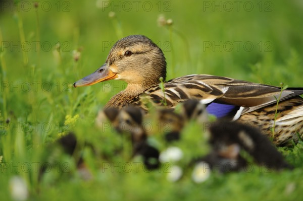 A duck lying in the grass with its chicks, Mallard (Anas platyrhynchos), Franconia