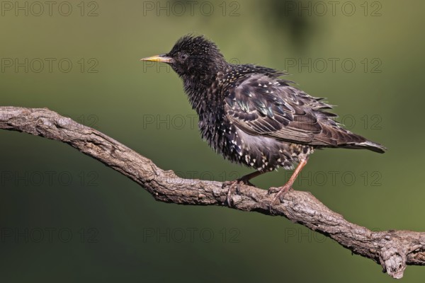 Starling (Sturnus vulgaris) Common starling, on branch during plumage care, breeding bird, breeding plumage, Middle Elbe Biosphere Reserve, Saxony-Anhalt, Germany, Europe