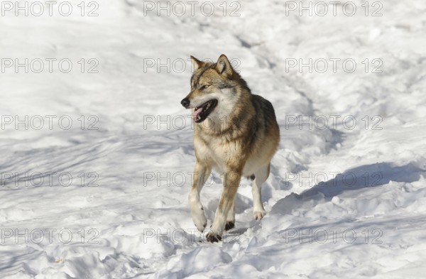 A cheerful wolf runs across the snowy ground, Eurasian wolf (Canis lupus lupus), Bavarian Forest National Park