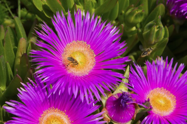 Purple flowers with yellow centres in full bloom, surrounded by green leaves and two bees, midday flowering plant, Croatia, Europe