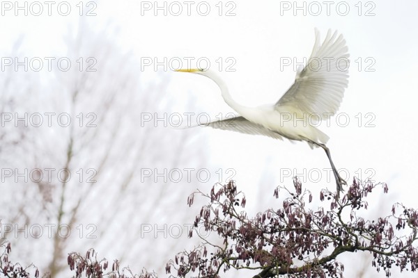 A Great White Egret (Casmerodius albus) flies over trees, its wings stretched wide in a natural, elegant flight, Hesse, Germany, Europe