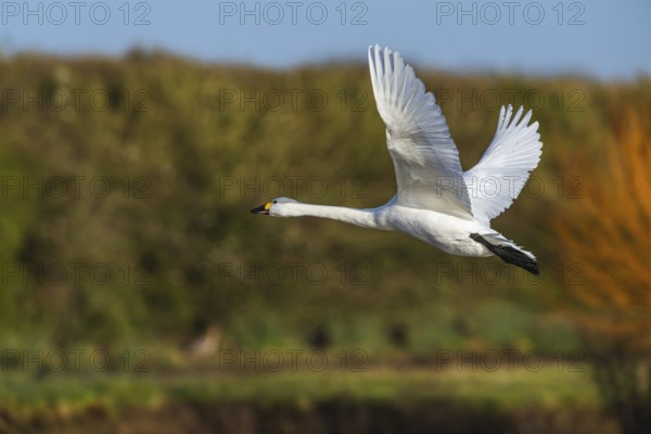 Tundra Swan, Bewick's Swan, Cygnus columbianus in flight at winter in Slimbridge, England, United Kingdom, Europe