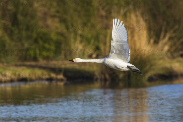 Tundra Swan, Bewick's Swan, Cygnus columbianus in flight at winter in Slimbridge, England, United Kingdom, Europe