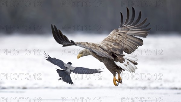 White-tailed eagle (Haliaeetus albicilla) foraging on a frozen lake, adult eagle, hunting over frozen water, landing, flying, Kampinoski National Park, Poland, Europe