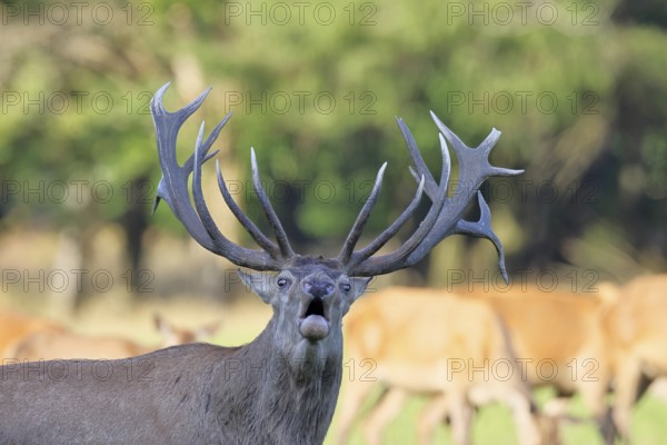 Red deer (Cervus elaphus) during the rutting season, a capital stag roaring in a forest clearing, animal portrait, wildlife, Sauerland, North Rhine-Westphalia, Germany, Europe