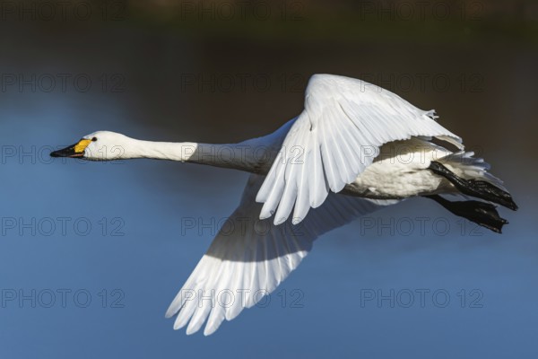 Tundra Swan, Bewick's Swan, Cygnus columbianus in flight at winter in Slimbridge, England, United Kingdom, Europe