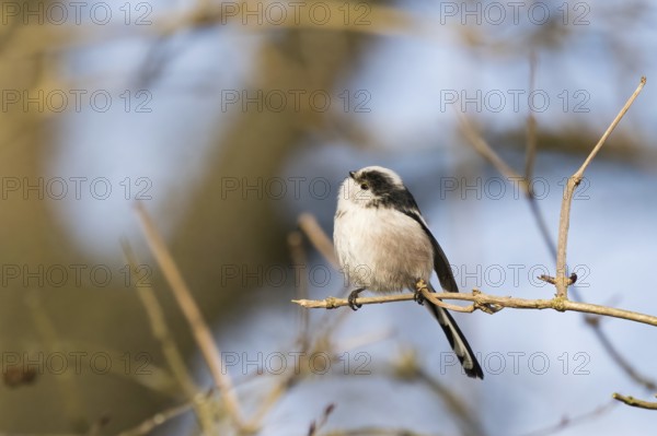 A long-tailed tit (Aegithalos caudatus) sitting on a branch against a blue sky, Hesse, Germany, Europe