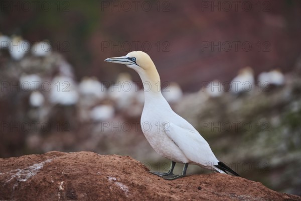 Northern gannet (Morus bassanus) standing on the ground, wildlife, Heligoland, Germany, Europe