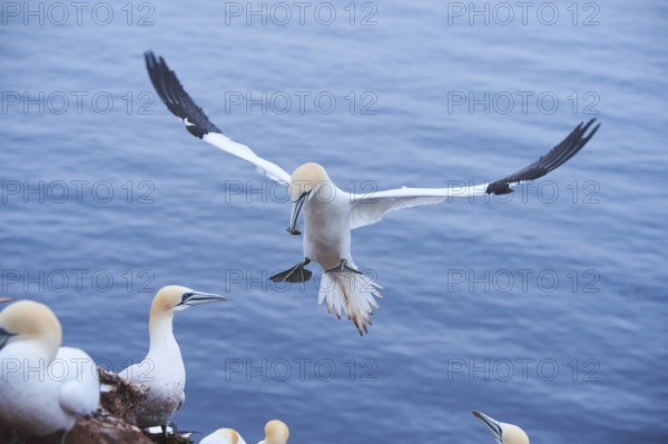 Northern gannet (Morus bassanus) lands in the colony, wildlife, Heligoland, Germany, Europe