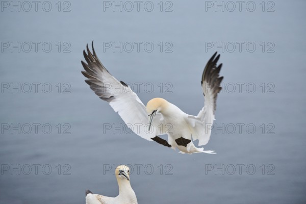 Northern gannet (Morus bassanus) lands in the colony, wildlife, Heligoland, Germany, Europe