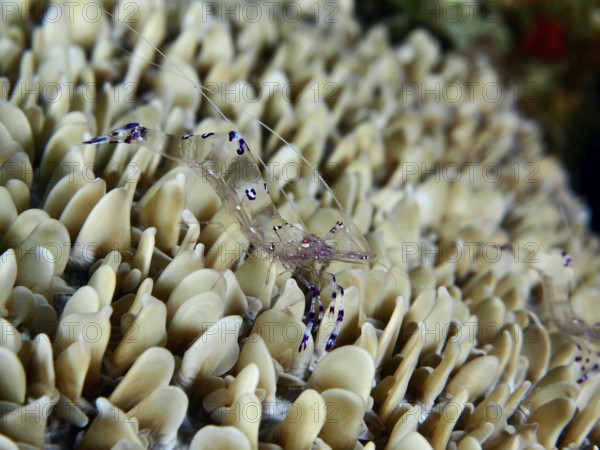 Transparent Saravati anemone partner shrimp (Ancylomenes sarasvati) on dense structure of beige corals in the sea, dive site Gondol East, Penyapangan, Bali, Indonesia, Asia