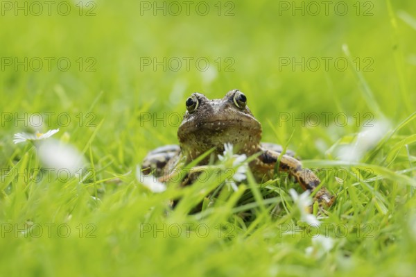 Common frog (Rana temporaria) adult amphibian on grass of a garden lawn with flowering daisy plants, England, United Kingdom, Europe