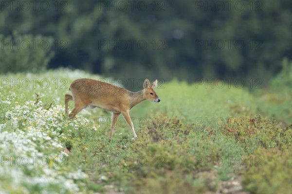 Chinese water deer (Hydropotes inermis) adult animal walking across a farmland field, England, United Kingdom, Europe