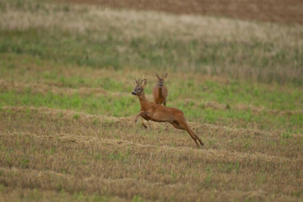 Roe deer (Capreolus capreolus) adult male buck running in a farmland stubble field in the summer, England, United Kingdom, Europe