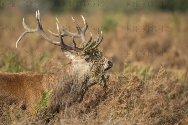 Red deer (Cervus elaphus) adult male stag roaring during the rutting season in autumn with Bracken on its head, England, United Kingdom, Europe