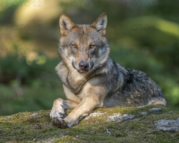 Wolf (Canis lupus) lying on a moss-covered rock and looking attentively, captive, Bavarian Forest National Park, Bavaria, Germany, Europe