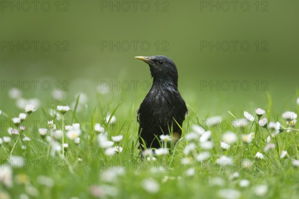 Common or European starling (Sturnus vulgaris) adult bird on a garden grass lawn with daisy flowers, England, United Kingdom, Europe