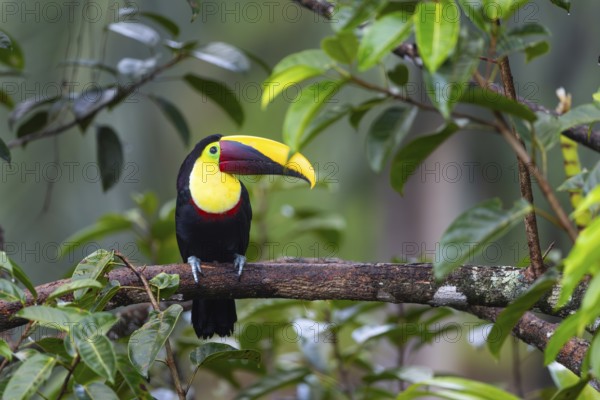 Golden-throated Toucan (Ramphastos ambiguus), Toucans (Ramphastidae), Laguna del Lagarto Lodge, Alajuela, Costa Rica, Central America