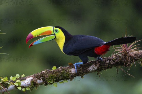 Fishing Toucan (Ramphastos sulfurantus), Toucans (Ramphastidae), Laguna del Lagarto Lodge, Alajuela, Costa Rica, Central America