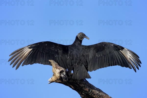 Raven Vulture (Coragyps atratus), adult, alert, on tree, perch, spreading wings, Merritt Island, Black Point Wildlife Drive, Florida, USA, North America Florida, USA, North America