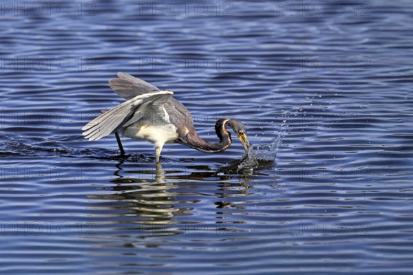 Tricoloured Heron (Egretta tricolor), adult, in the water, foraging, hunting, Merritt Island, Black Point Wildlife Drive, Florida, USA, North America
