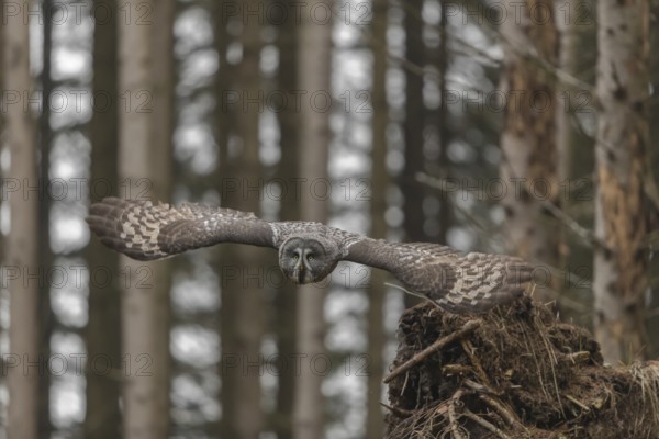 One great grey owl (Strix nebulosa) flying through a spruce forest