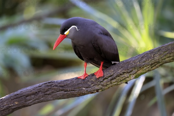 Inca Tern (Larosterna inca), adult, on tree, on wait, South America