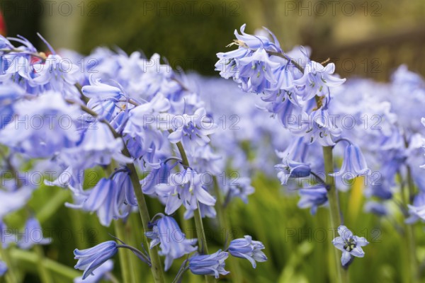 Blue flowering bluebells (Hyacinthoides) in spring, Saxony, Germany, Europe