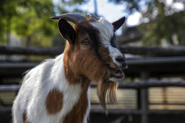 Goat (Capra), mountain village Rasa, Centovalli, Canton Ticino, Switzerland, Europe