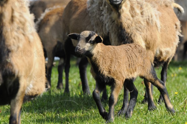 A brown lamb in the middle of a flock of sheep on a green meadow, Cameroon sheep (Ovis gmelini aries), Franconia
