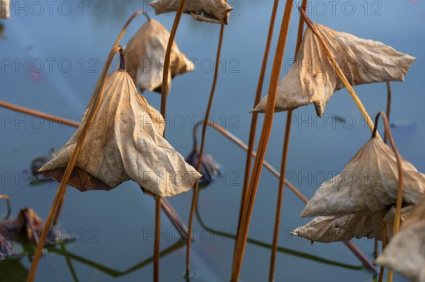 Withered leaves of a lotus flower (Nelumbo), Botanical Garden, Erlangen, Middle Franconia Bavaria, Germany, Europe