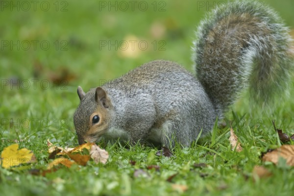 Grey squirrel (Sciurus carolinensis) adult animal searching for food on a garden grass lawn in the autumn, England, United Kingdom, Europe
