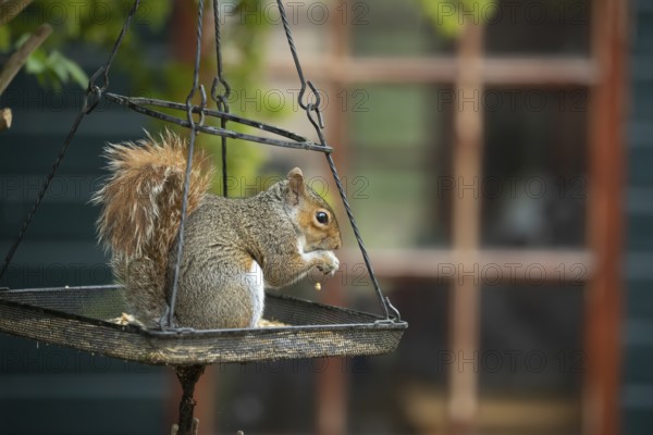 Grey squirrel (Sciurus carolinensis) adult animal feeding on seeds on an urban hanging garden bird feeder, England, United Kingdom, Europe