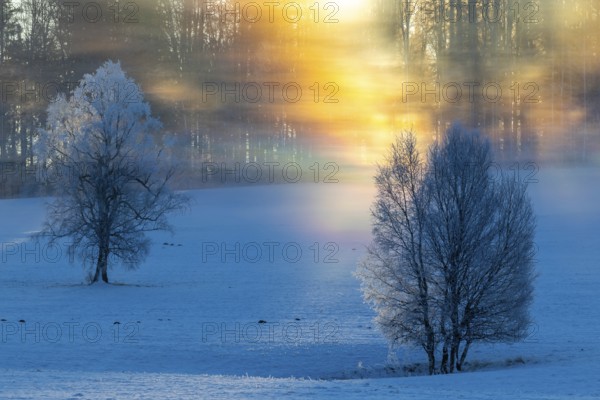 Birches (Betula), birch family (Betulaceae), sunlit veil of mist in spectral colours, winter, Irndorfer Hardt, Upper Danube nature park Park, Baden-Württemberg, Germany, Europe
