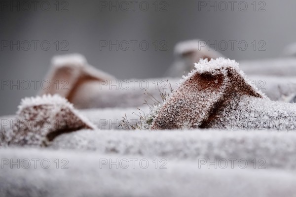 Hoarfrost, roof tiles, winter, Germany, Europe